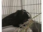 Lenny, Guinea Pig For Adoption In Oceanside, California