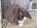 Coco, Lop, Holland For Adoption In Oceanside, California