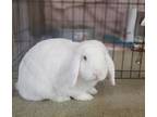 Marshmallow, Lop, Holland For Adoption In Oceanside, California
