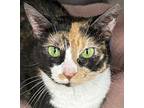 Kitty Kitty, Domestic Shorthair For Adoption In West Palm Beach, Florida