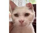 Snow, Domestic Shorthair For Adoption In West Palm Beach, Florida