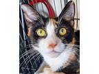Toulouse, Domestic Shorthair For Adoption In West Palm Beach, Florida