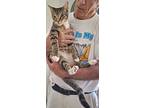 Kenny, Domestic Shorthair For Adoption In West Palm Beach, Florida