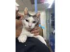 Phantom, Domestic Shorthair For Adoption In West Palm Beach, Florida