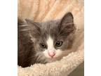 Jade, Domestic Shorthair For Adoption In West Palm Beach, Florida