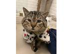 Ralph, Domestic Shorthair For Adoption In West Palm Beach, Florida
