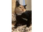 Lina, Domestic Shorthair For Adoption In West Palm Beach, Florida