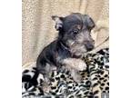 Dale ***rescue Center***, Schnauzer (miniature) For Adoption In Littleton