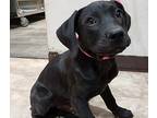 Drake ***rescue Center***, Labrador Retriever For Adoption In Littleton