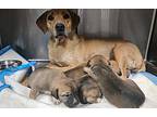 Russet ***foster Home***, Labrador Retriever For Adoption In Littleton, Colorado