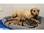 Vitelotte ***foster Home***, Labrador Retriever For Adoption In Littleton