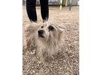Alita ***rescue Center***, Jack Russell Terrier For Adoption In Littleton
