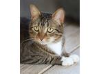 Emma, Domestic Shorthair For Adoption In Fort Myers, Florida