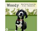Woody, Terrier (unknown Type, Medium) For Adoption In Gilbertsville