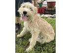 Nina, Wheaten Terrier For Adoption In Winsted, Connecticut