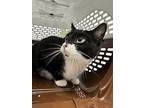 Chicken Noodle, Domestic Shorthair For Adoption In Nanaimo, British Columbia