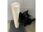 Soup, Domestic Shorthair For Adoption In Nanaimo, British Columbia
