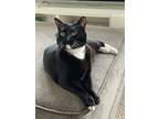 Domino, Domestic Shorthair For Adoption In Vancouver, Washington