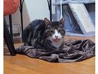 Calabash, Domestic Shorthair For Adoption In Colmar, Pennsylvania