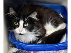 Adele, Domestic Mediumhair For Adoption In Newport, North Carolina