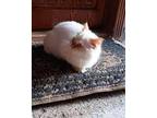 Marcus, Ragdoll For Adoption In Newmarket, Ontario