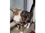 Duo, Domestic Shorthair For Adoption In New Freedom, Pennsylvania