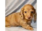 Dachshund Puppy for sale in Greensboro, NC, USA