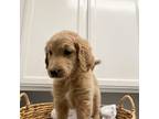 Goldendoodle Puppy for sale in Roseville, CA, USA