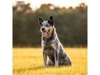 Australian Cattle Dog Puppy for sale in Fort Worth, TX, USA