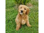 Girl 8956 Mini Goldendoodle