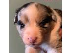 Australian Shepherd Puppy for sale in Lakeville, IN, USA