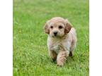 Mutt Puppy for sale in Grand Rapids, MI, USA