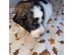 Mutt Puppy for sale in Batavia, OH, USA