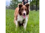 Border Collie Puppy for sale in Hartville, MO, USA
