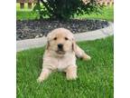Golden Retriever Puppy for sale in Meridian, ID, USA