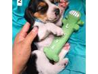 Beagle Puppy for sale in Turlock, CA, USA