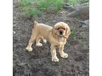 Cocker Spaniel Puppy for sale in Pacolet, SC, USA