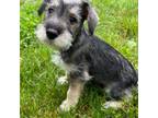 Schnauzer (Miniature) Puppy for sale in Kenney, IL, USA
