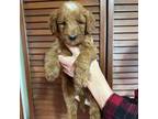 Goldendoodle Puppy for sale in Ithaca, MI, USA