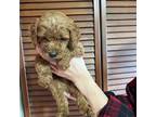 Goldendoodle Puppy for sale in Ithaca, MI, USA