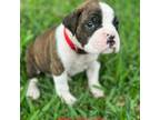 Boxer Puppy for sale in Saint Augustine, FL, USA