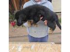 German Shepherd Dog Puppy for sale in Prescott Valley, AZ, USA