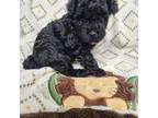 Poodle (Toy) Puppy for sale in Noblesville, IN, USA