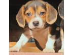 Beagle Puppy for sale in Rose Bud, AR, USA