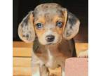 Beagle Puppy for sale in Rose Bud, AR, USA