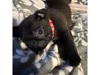 Pug Puppy for sale in Vinton, OH, USA