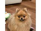 Pomeranian Puppy for sale in Ooltewah, TN, USA