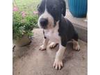 Great Dane Puppy for sale in Rocky Ford, CO, USA
