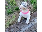 Parson Russell Terrier Puppy for sale in Lee, FL, USA