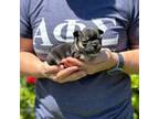 French Bulldog Puppy for sale in Lodi, CA, USA